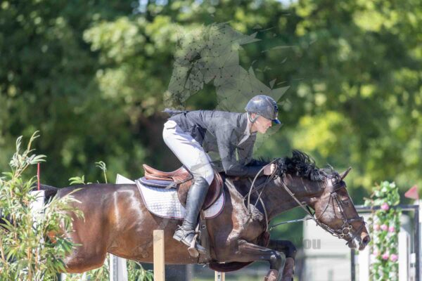 Photography #155229 from HF25 Paarden 1.00