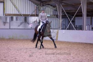 4-260215 L1 Paarden