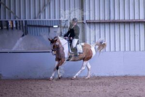 5-260215 L2 Paarden
